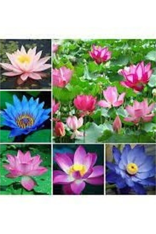 Esranın Dünyası 10 Adet Karışık Renkte Lotus Tohumu - Ni̇lüfer Tohumu Seti̇
