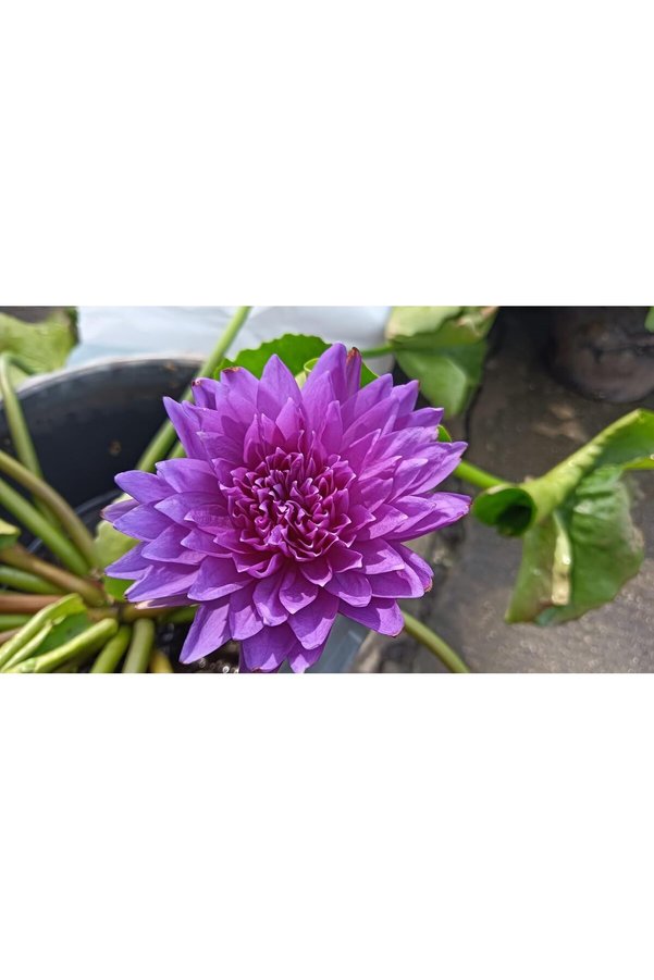 Mmi̇nora 5 Adet Lotus Tohumu – Ni̇lüfer Su Bi̇tki̇si̇ Tohumu, Bahçe Ve Süs Havuzu İçi̇n Egzoti̇k Çi̇çek, Kolay Yeti̇şen Akvaryum Ve Dekorati̇f Bi̇tki̇