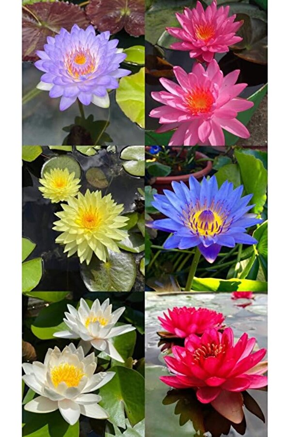 Yıldızan Gka Shop 12 Adet Lotus Çi̇çeği̇ Tohumu Ni̇lüfer Çi̇çeği̇ Karışık Renkli̇ Orji̇nal Lotus Su Ve Toprakta Yeti̇