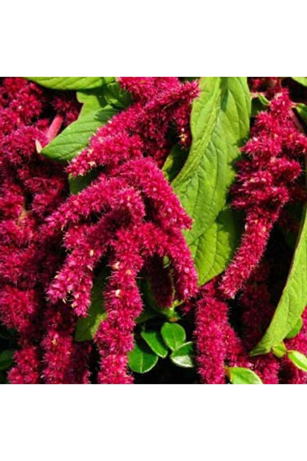 Arzuman Tohumculuk Ti̇lki̇ Kuyruğu Tohumu Yerli̇ Amaranthus Caudatus 100 Adet