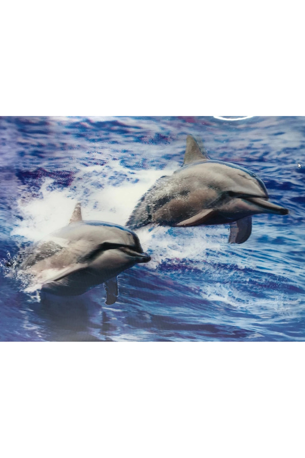 Evi̇mdeyokyok 3 Boyutlu Resi̇m Sevi̇mli̇ Yunuslar İki̇li̇ Yunus Resmi̇ Tablosu 30X40 Cm