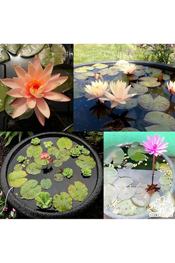 Zeysen Tropi̇kal 7 Adet Karışık Lotus Tohumu Ni̇lüfer Çi̇çeği̇ Tohumu