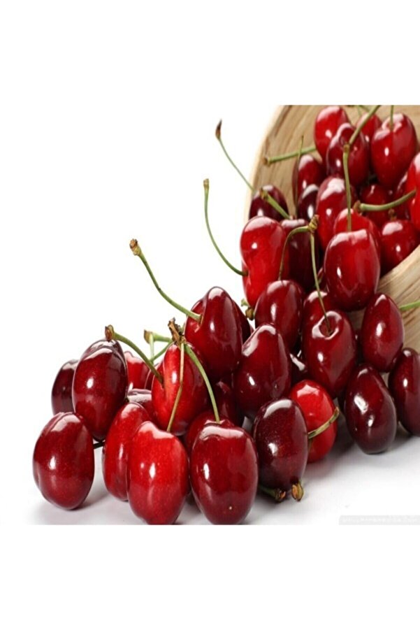 Raçam Botani̇k Vi̇şne Tohumu 10 Adet