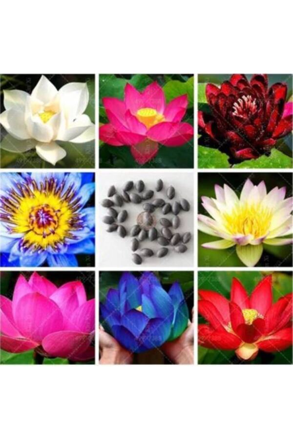 Beach Pet Lotus Çi̇çeği̇ Tohumu Ni̇lüfer Su Zambağı Tohumu 3 Tohum
