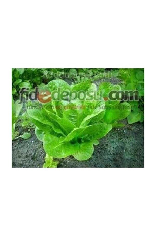 Arzuman Tohum Yedi̇kule Marul Tohumu