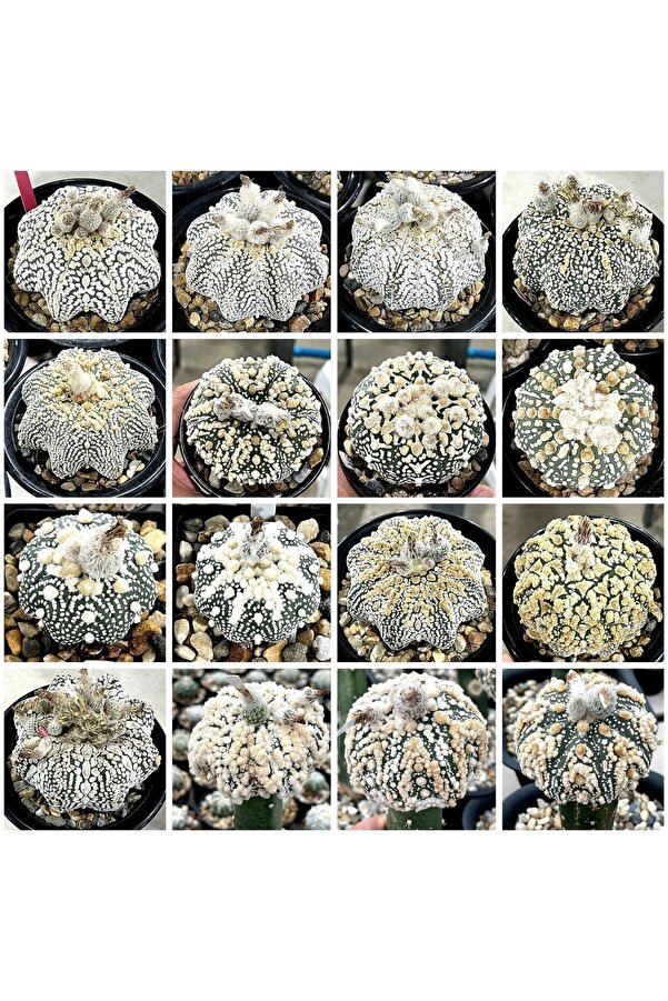 100 Adet Kaktüs Tohumu Karışık Astrophytum Astro ( 5 Ri̇bs,Kıkko,Superkabuto ,Star Type, V Type )