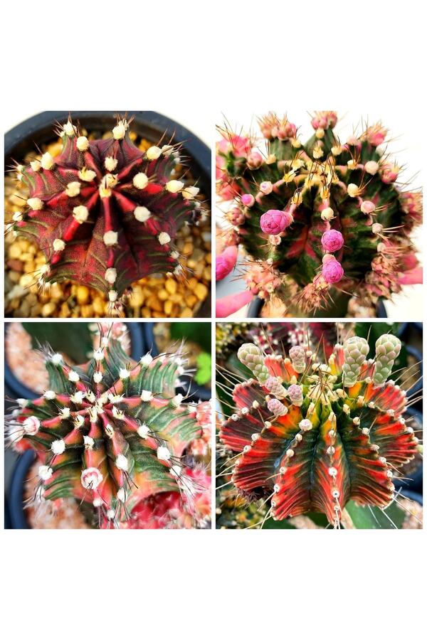 Bade 100 Adet Tohum Kaktüs Gymnocalyci̇um Gymno Vari̇egate Mi̇x Karışık Ti̇ger ,Lb , Lb Hd, Pi̇nk Di̇amond