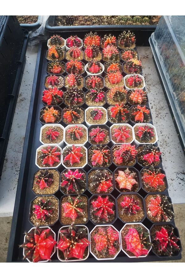 Bade 100 Adet Tohum Kaktüs Gymnocalyci̇um Gymno Vari̇egate Mi̇x Karışık Ti̇ger ,Lb , Lb Hd, Pi̇nk Di̇amond