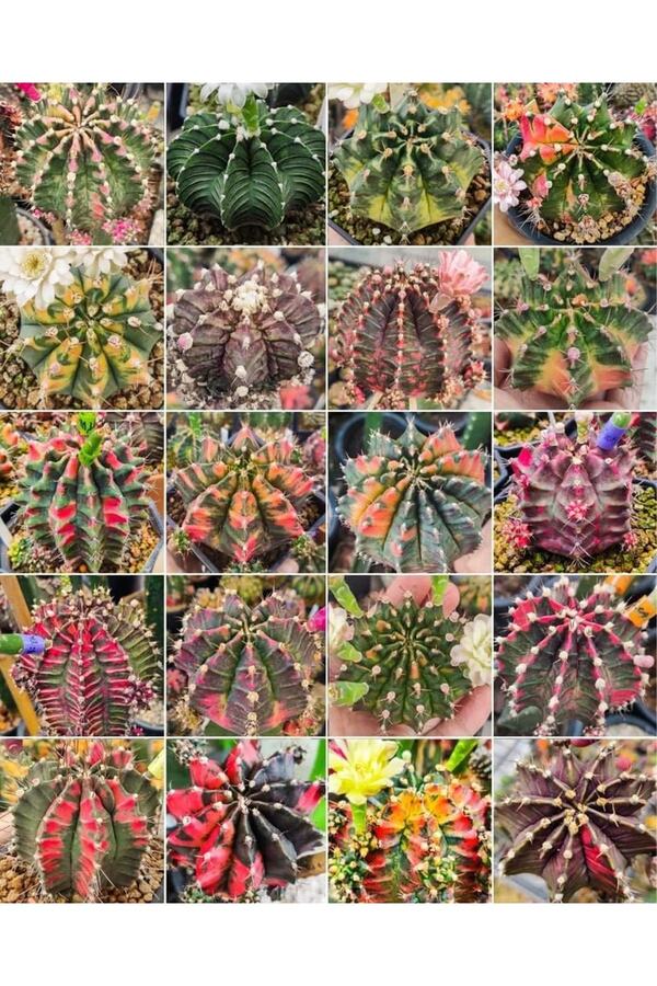 Bade 100 Adet Tohum Kaktüs Gymnocalyci̇um Gymno Vari̇egate Mi̇x Karışık Ti̇ger ,Lb , Lb Hd, Pi̇nk Di̇amond
