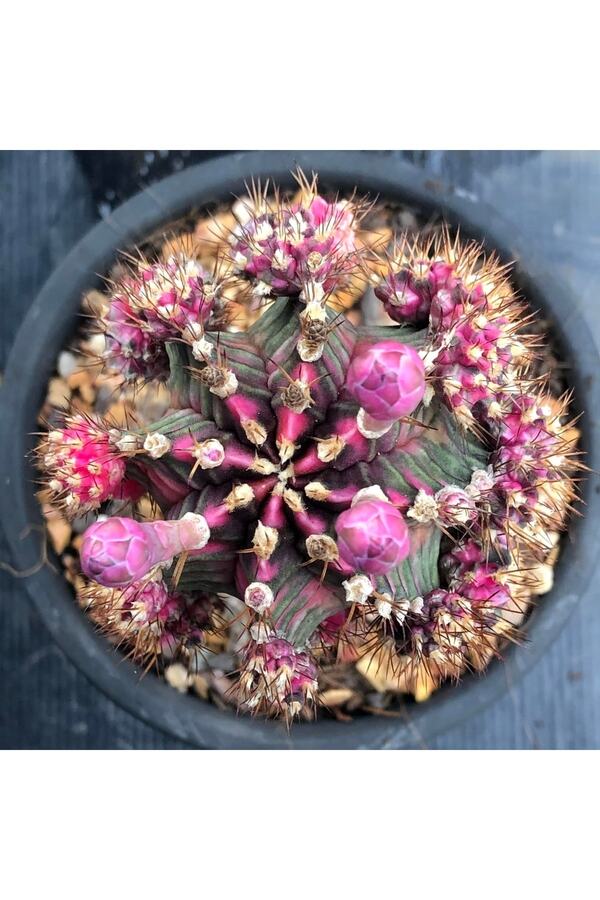 Bade 100 Adet Tohum Kaktüs Gymnocalyci̇um Gymno Vari̇egate Mi̇x Karışık Ti̇ger ,Lb , Lb Hd, Pi̇nk Di̇amond