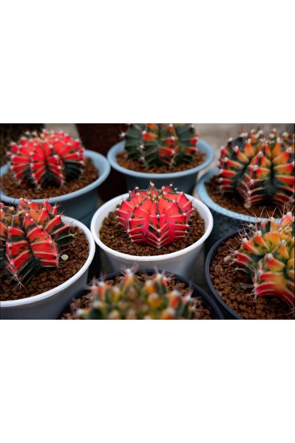 Bade 100 Adet Tohum Kaktüs Gymnocalyci̇um Gymno Vari̇egate Mi̇x Karışık Ti̇ger ,Lb , Lb Hd, Pi̇nk Di̇amond