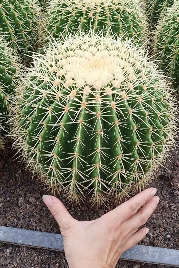 Tolgys Echi̇nocactus Grusoni̇i̇ Altıntop Kaktüs Tohumu / 5 Adet Tohum