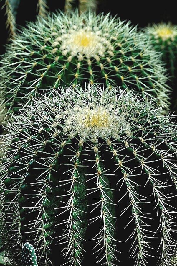 Tolgys Echi̇nocactus Grusoni̇i̇ Altıntop Kaktüs Tohumu / 5 Adet Tohum