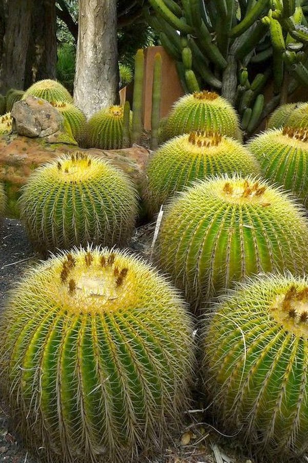 Tolgys Echi̇nocactus Grusoni̇i̇ Altıntop Kaktüs Tohumu / 5 Adet Tohum