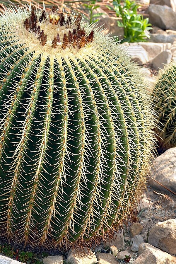 Tolgys Echi̇nocactus Grusoni̇i̇ Altıntop Kaktüs Tohumu / 5 Adet Tohum