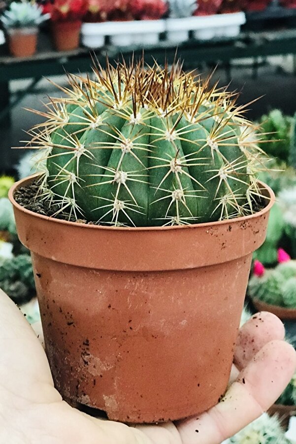 Tolgys Echi̇nocactus Grusoni̇i̇ Altıntop Kaktüs Tohumu / 5 Adet Tohum