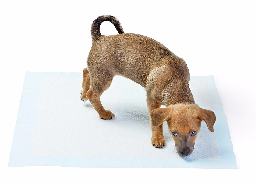 Yıkanabilir Köpek Çiş Pedi - 100 X 100 Cm 5Li Paket
